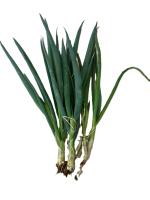 Agricultural Products